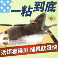 如何使用粘鼠板成功滅鼠？